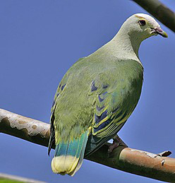 Ptilinopus dupetithouarsii